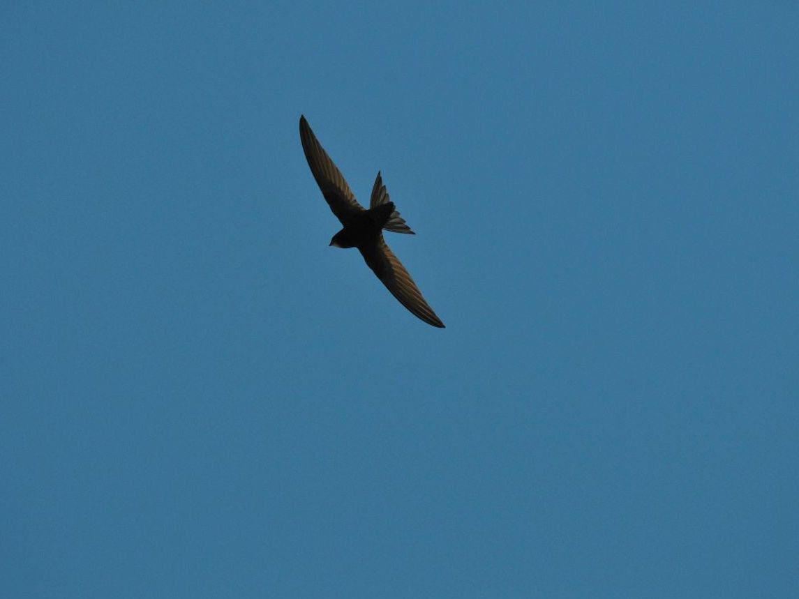 Mauersegler am Himmel