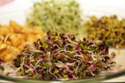 Frische Sprossen