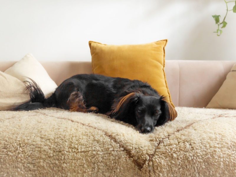 Hund auf Sofa