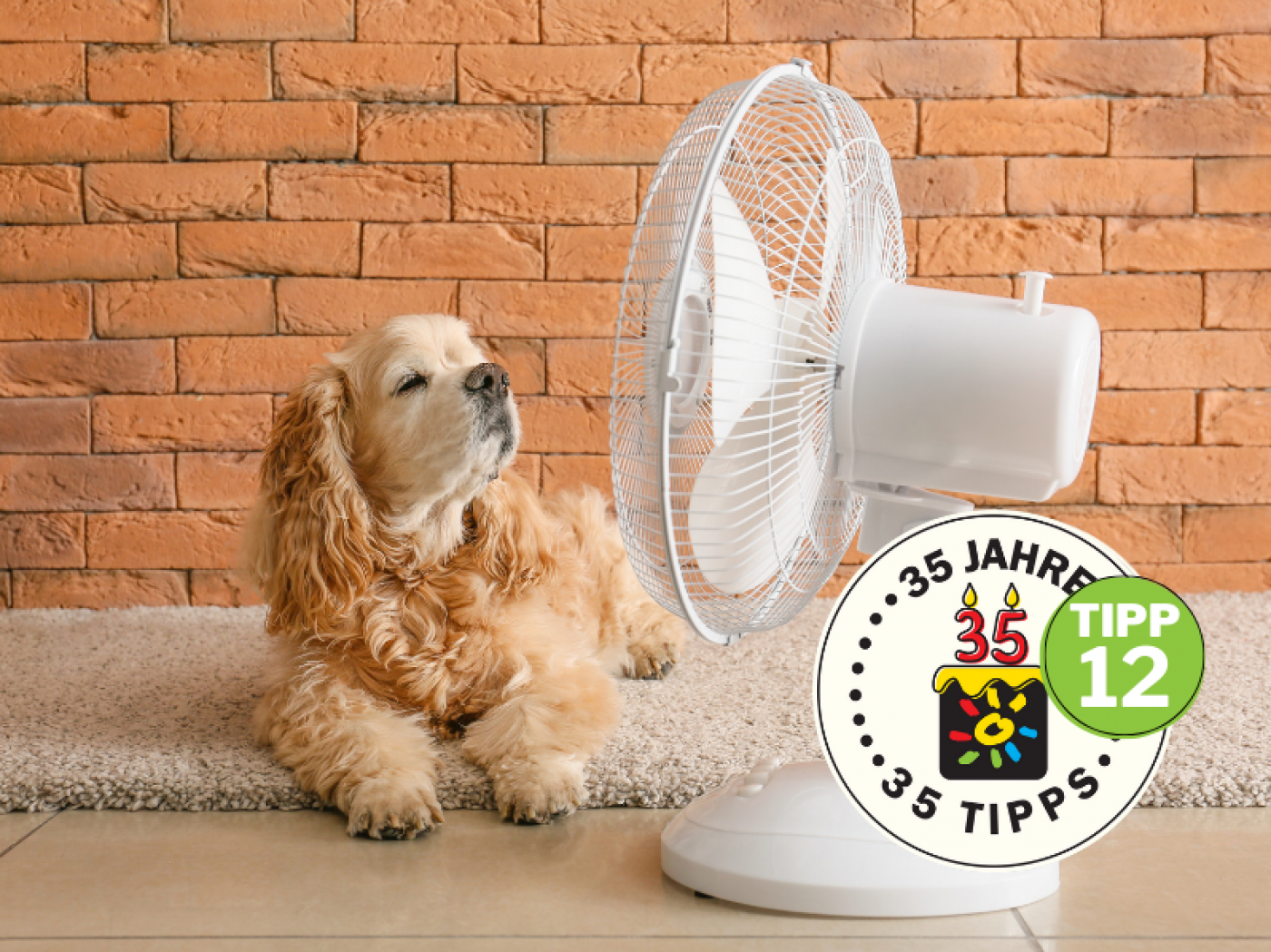 Hund der vor Ventilator liegt