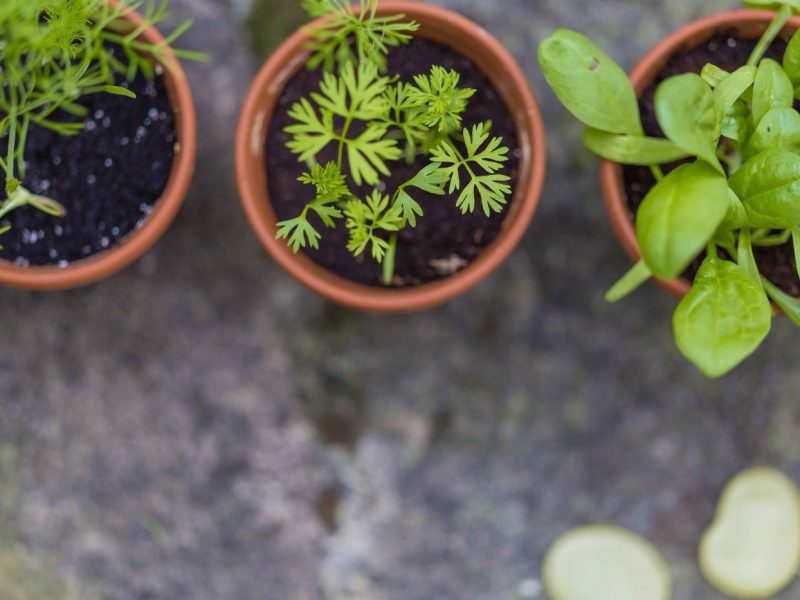 Drei kleine Töpfe mit Jungpflanzen - Ansicht von oben