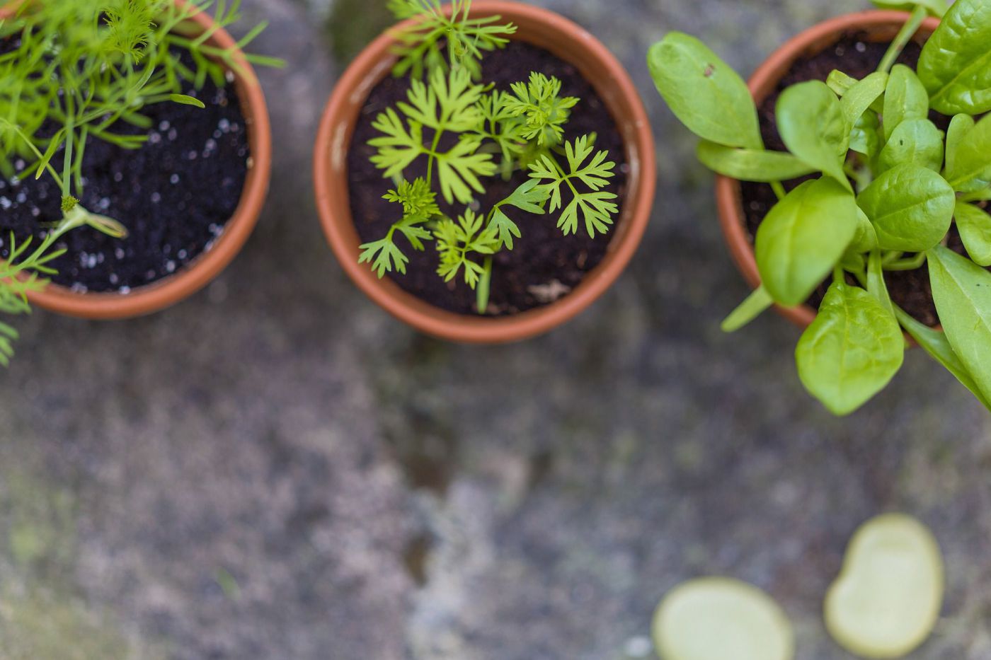 Drei kleine Töpfe mit Jungpflanzen - Ansicht von oben