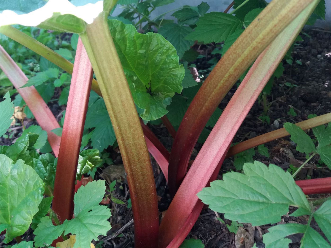 Rhabarberstängel