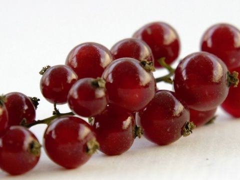 Ribiseln