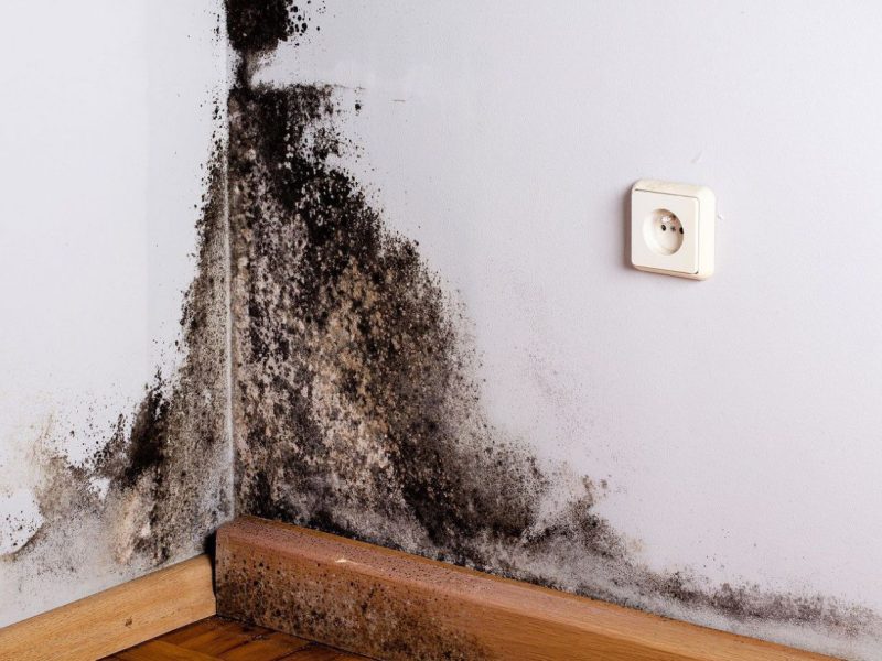 Schimmel an der Wand