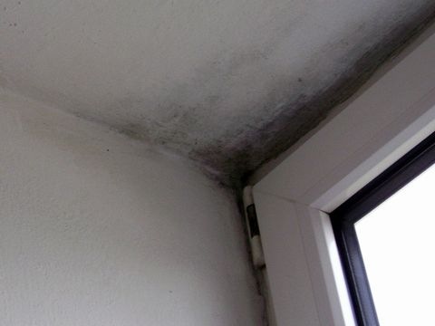 Schimmel neben Fenster
