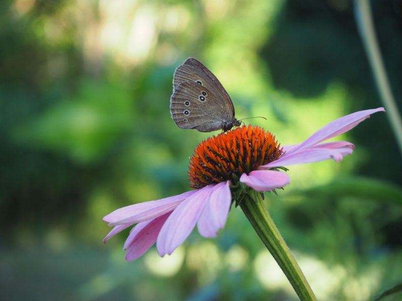 Schmetterling auf Sonnenhut-Blüte