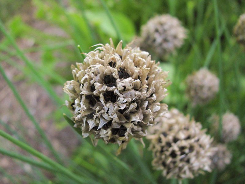 Verblühte Schnittlauchblüte mit Samenständen