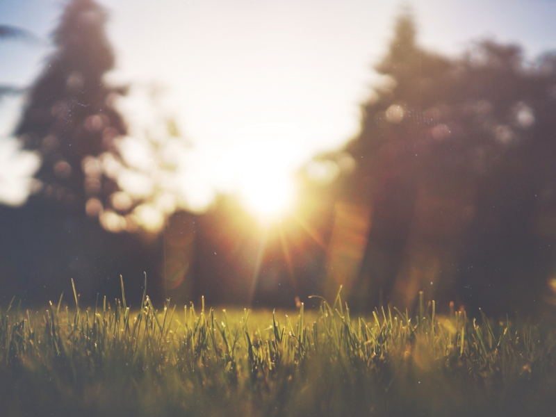 Sonne zwischen Bäumen