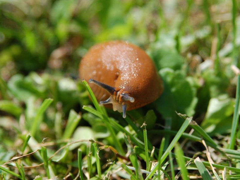 Spanische Wegschnecke im Gras