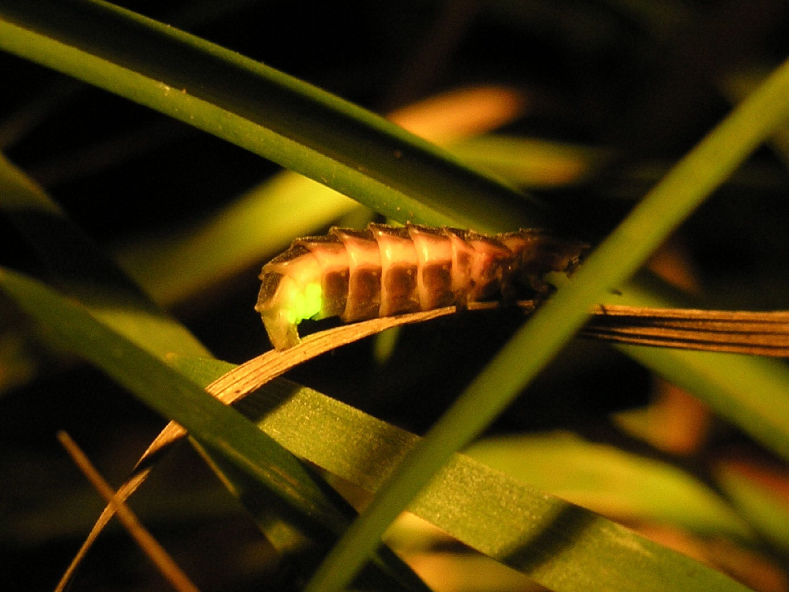 Leuchtendes Glühwürmchen