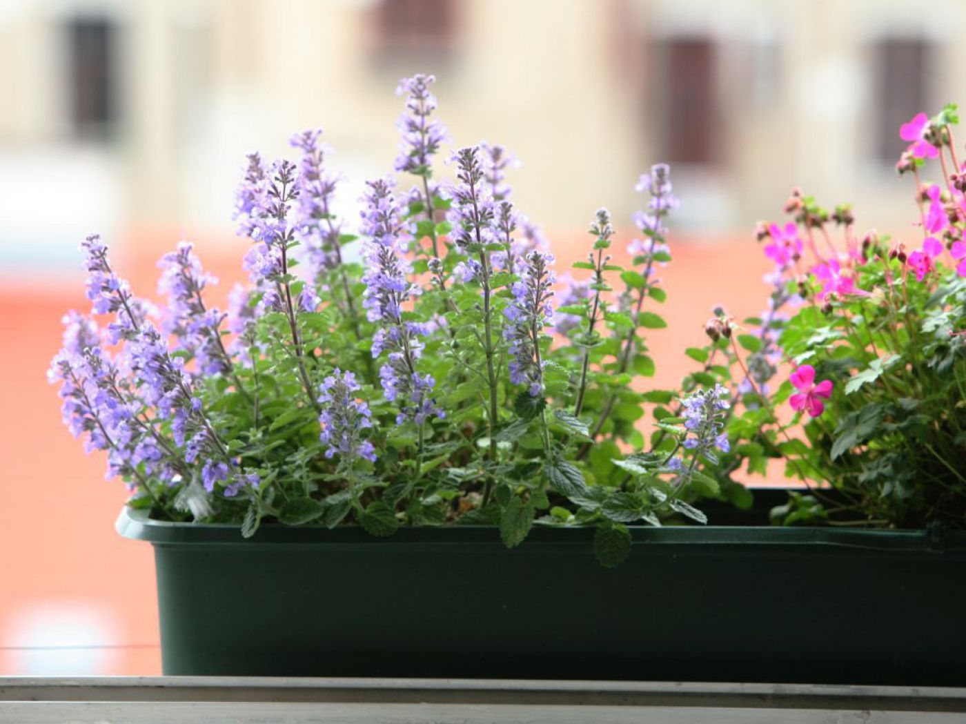 Blühende Pflanzen in einem Blumenkisterl in der Stadt