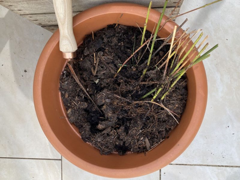 Topf mit alter Blumenerde