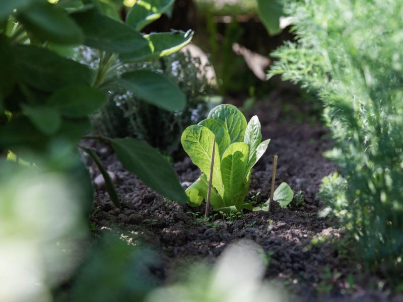 Kräuterpflanzen im Beet