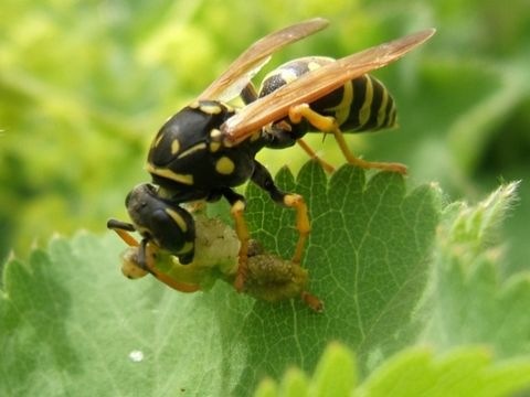 Wespe auf Blatt