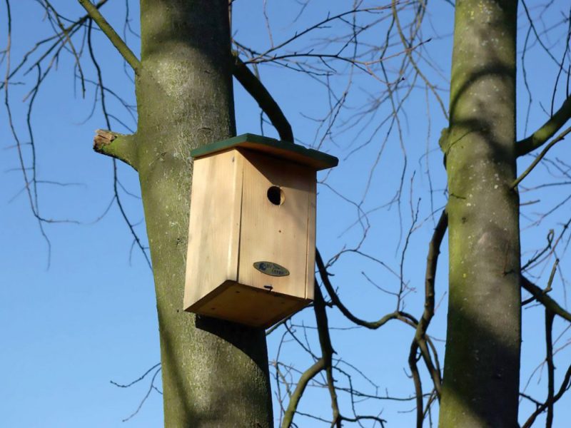 Meisennistkasten auf Baum