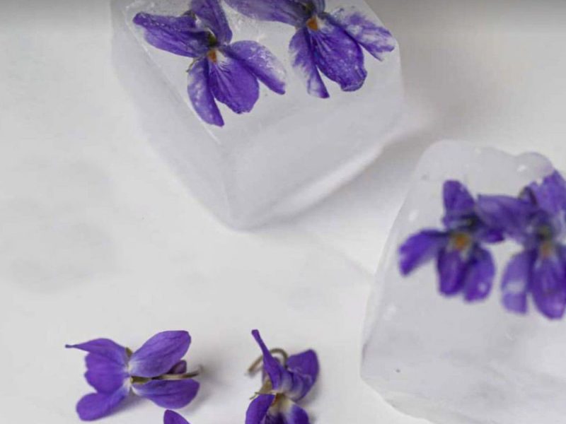 Veilchen Eiswürfel