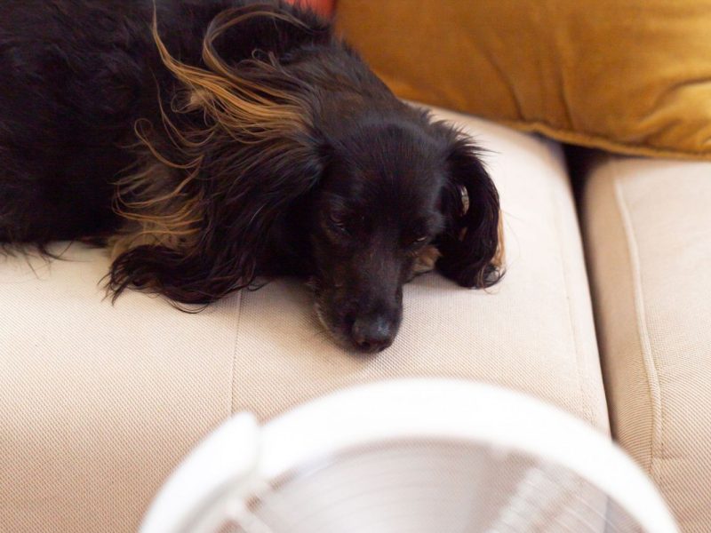 Hund vor Ventilator