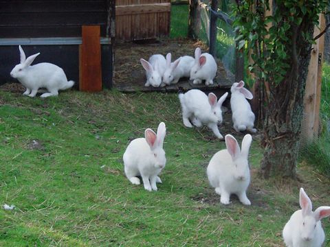 Kaninchen