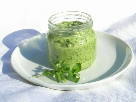 Vogelmierenpesto