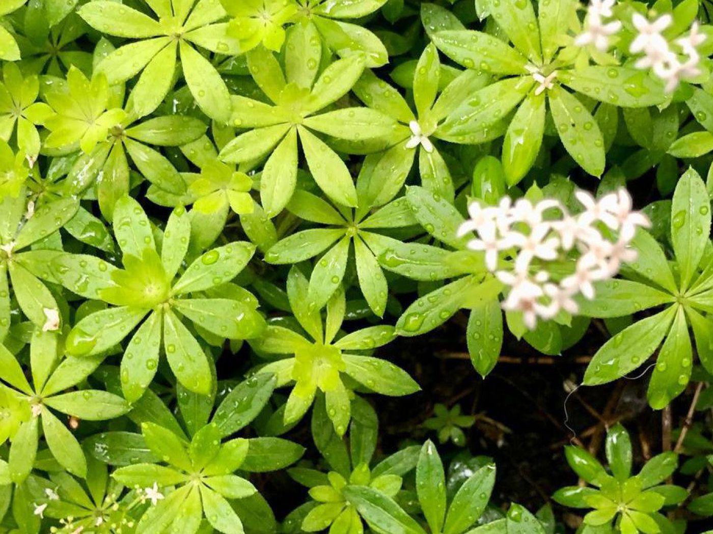 Blätter und Blüten der Waldmeisterpflanze