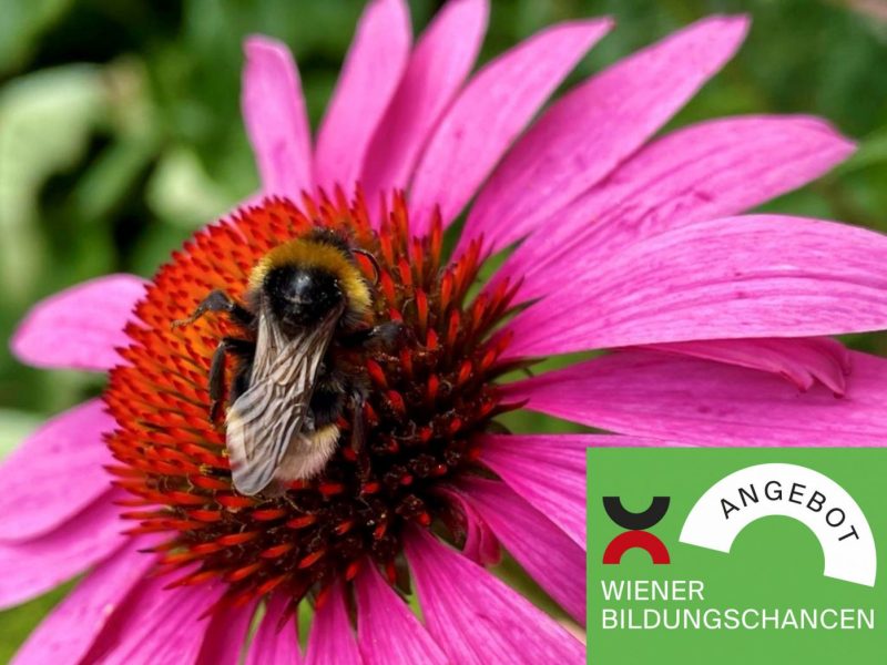 Hummel auf Blume