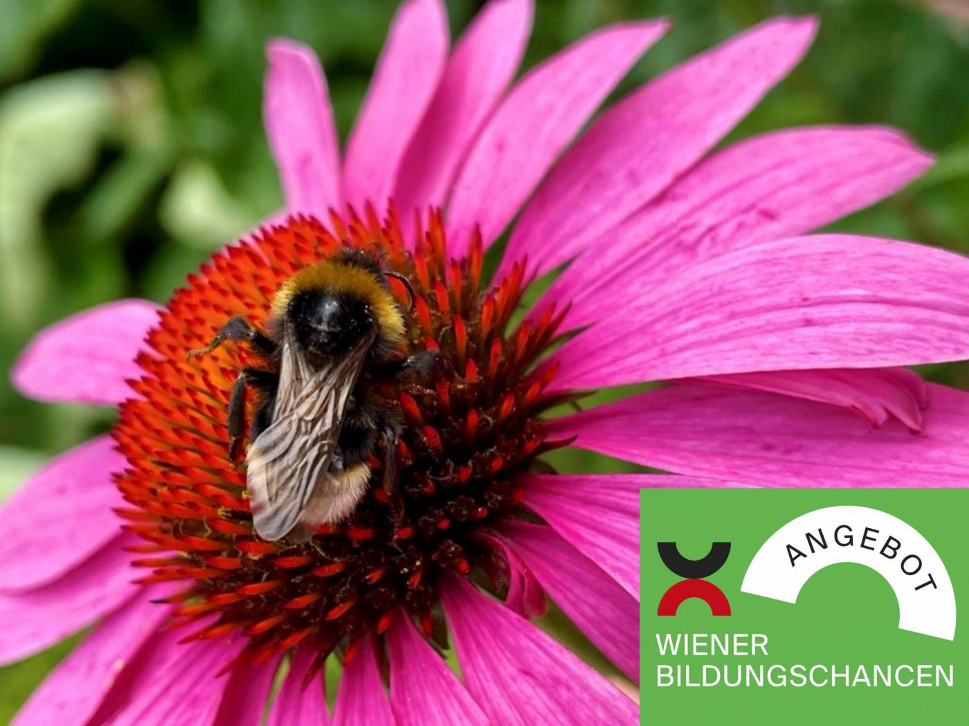 Hummel auf Blume