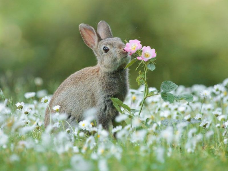 Wildkaninchen mit Rose