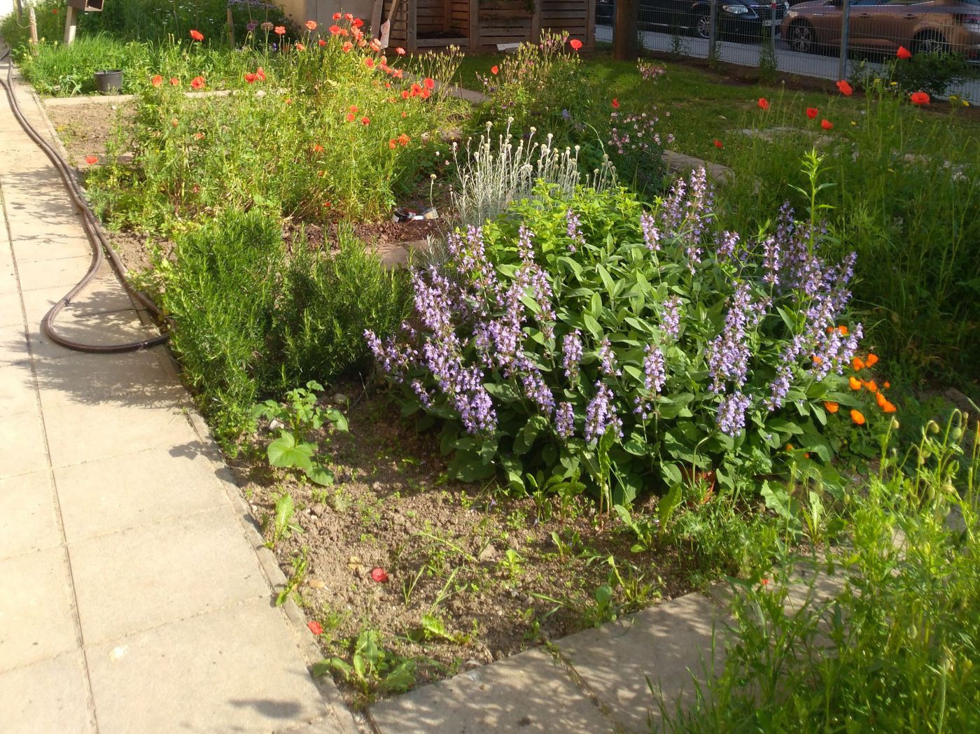 Wildblumenbeet in einem Schulhof