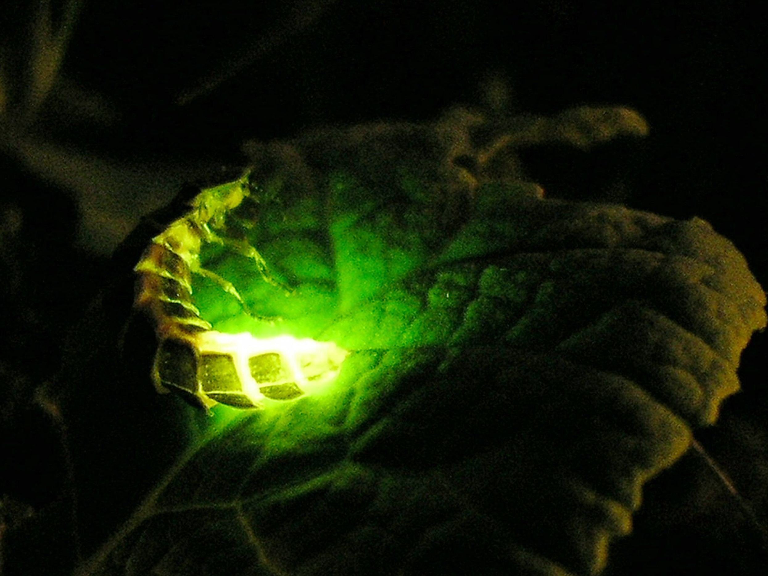 Glühwürmchen auf einem Blatt