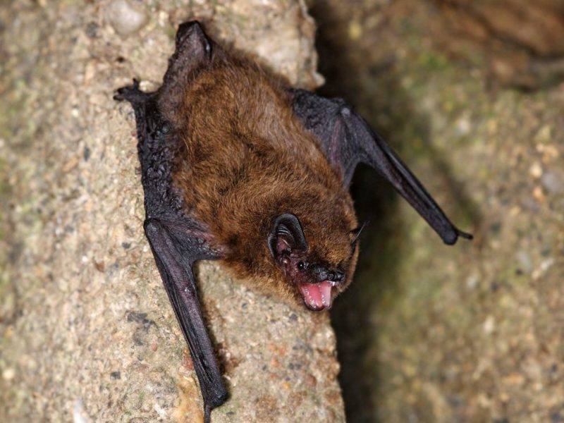 Zwergfledermaus